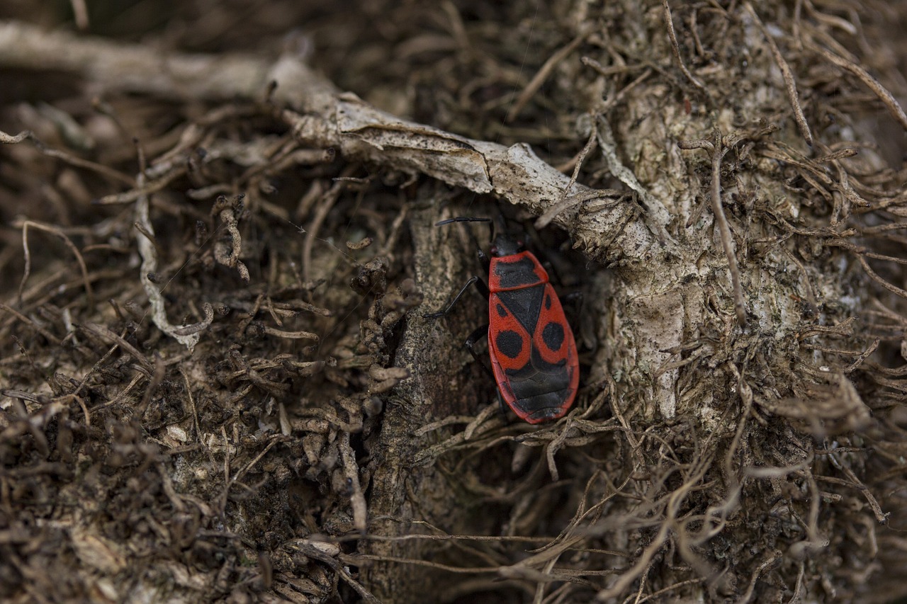 Image - nature wood firebug bug red bug