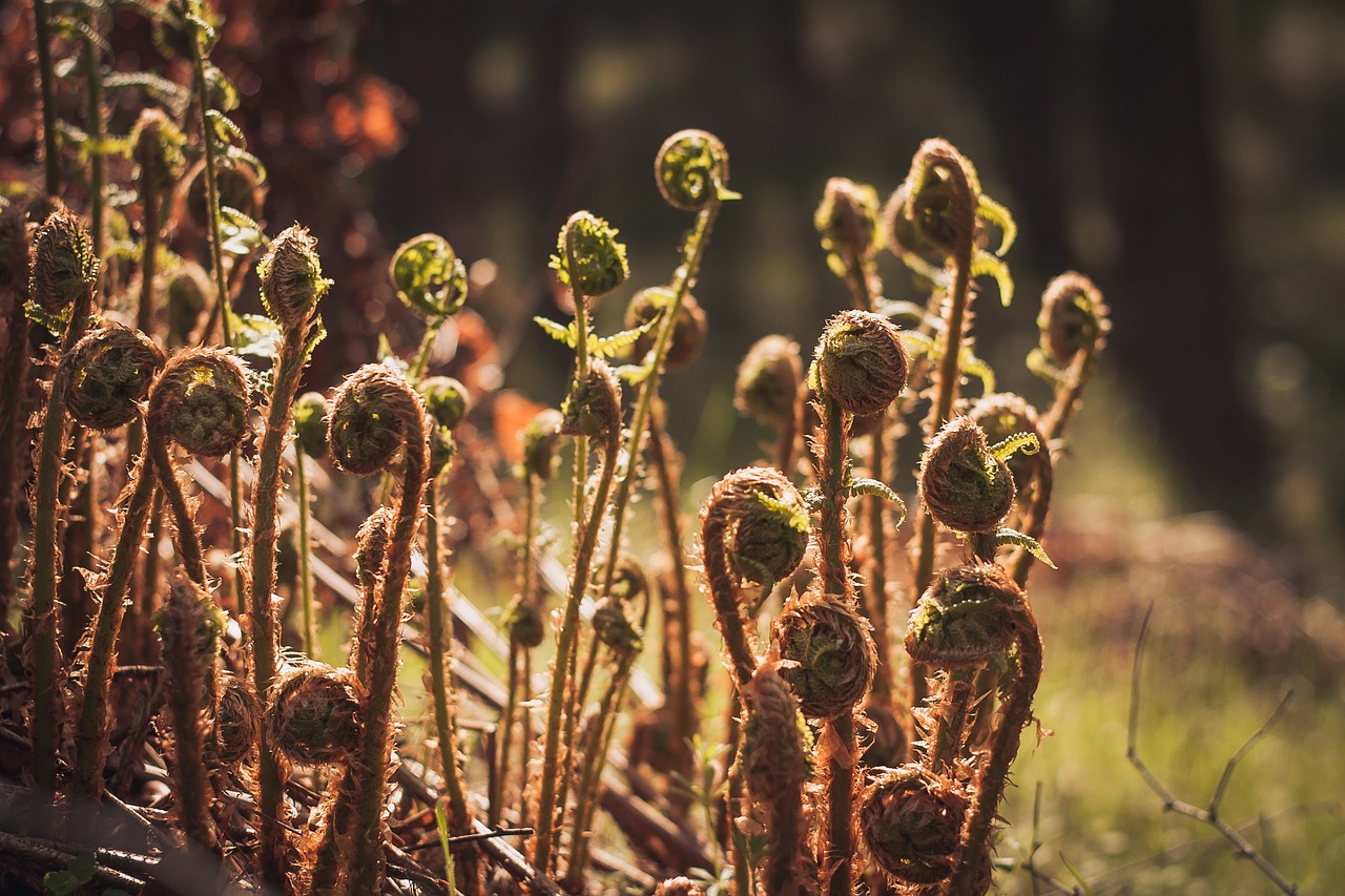 Image - plant nature flower dry park wild