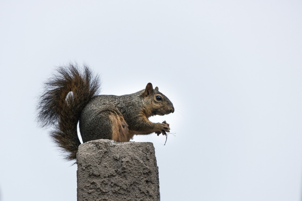 Image - squirrel mammal rodent nature