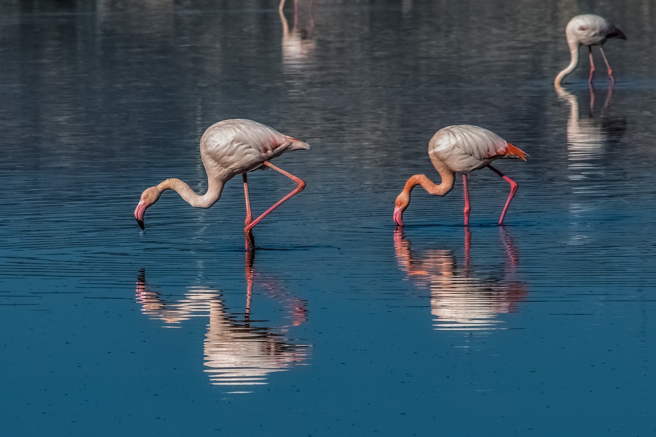 Image - flamingo bird wildlife animal