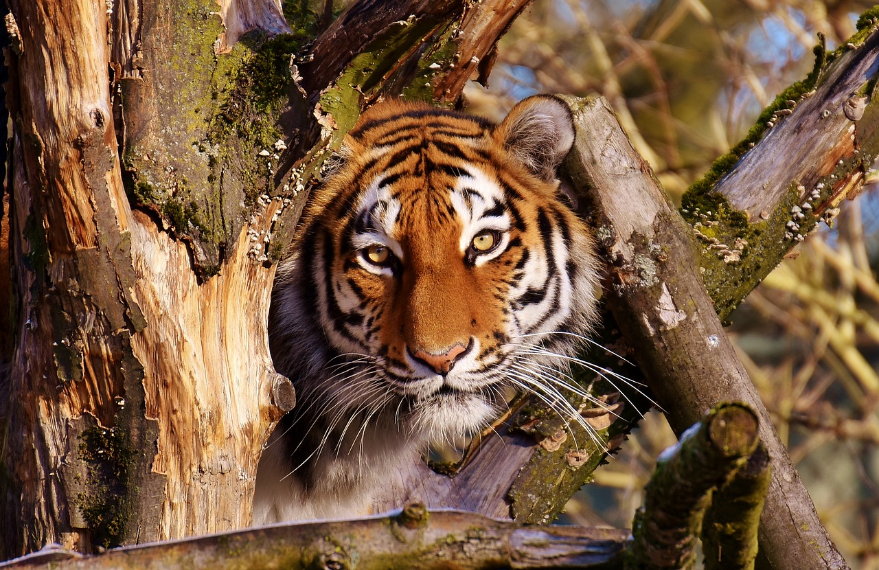 Image - tiger predator lurking fur