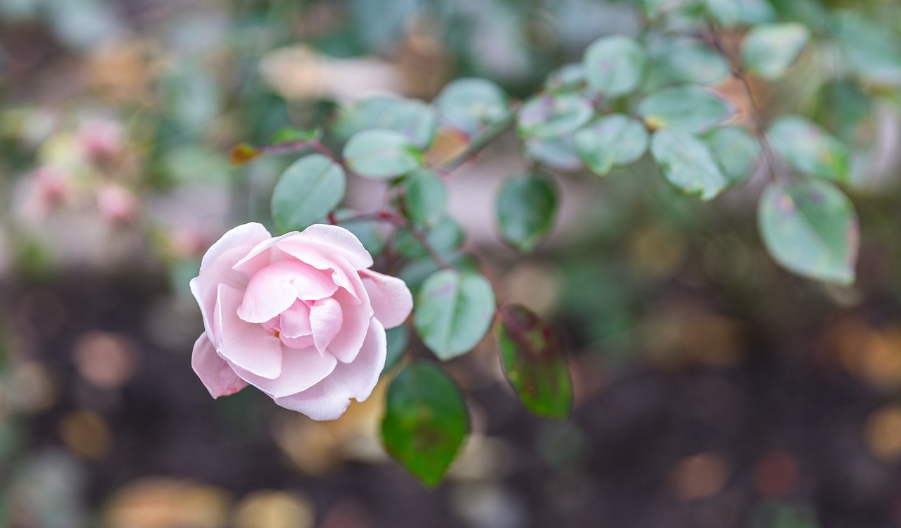 Image - flower nature plant sheet rose