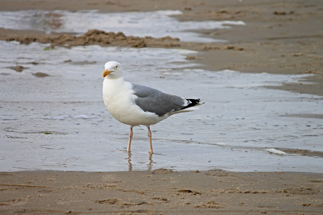 Image - herring gull beach seevogel