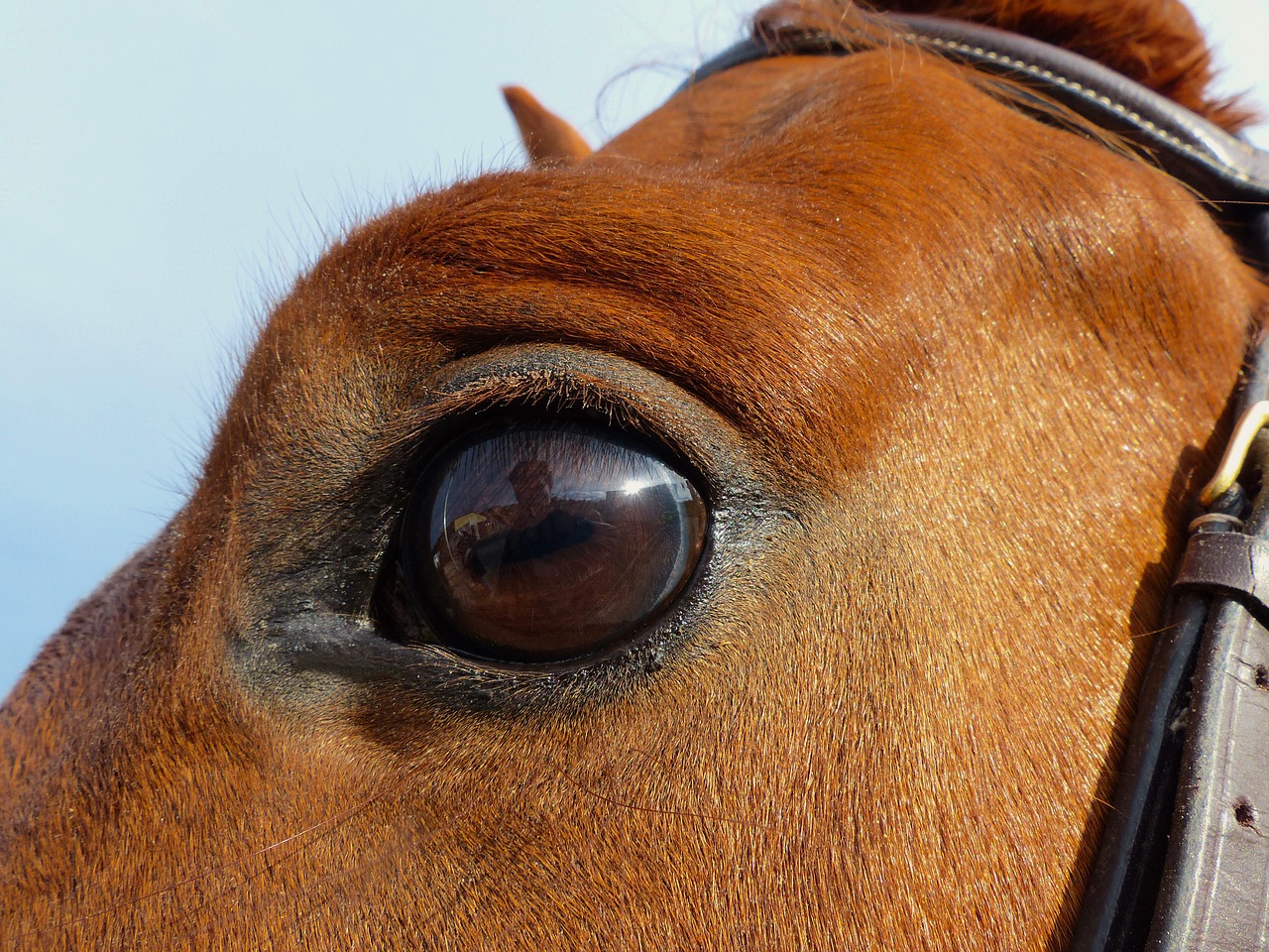 Image - horse œil close up animal mammal