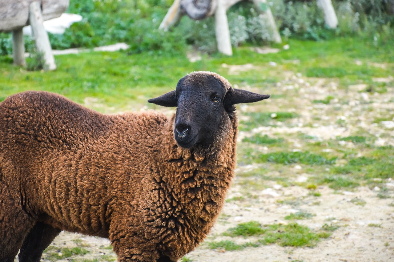 Image - animal goat sheep field