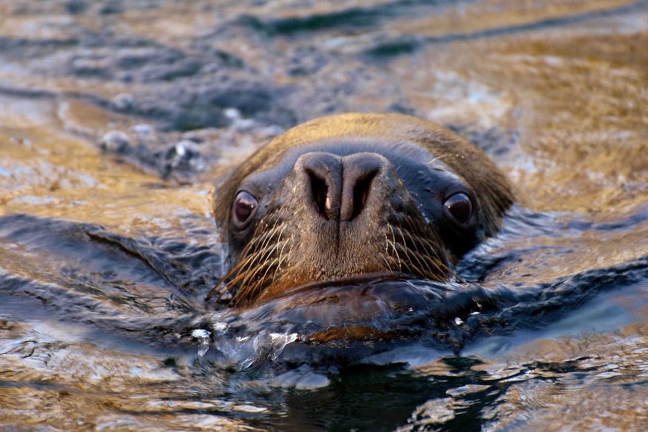 Image - seal sea lion swim water robbe