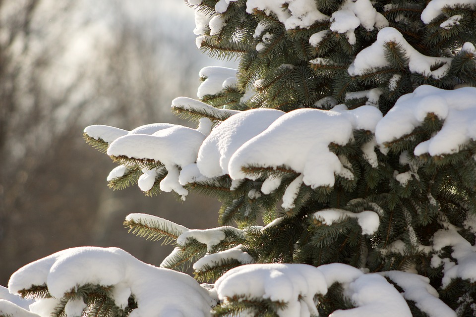 Image - winter snow cold nature tree