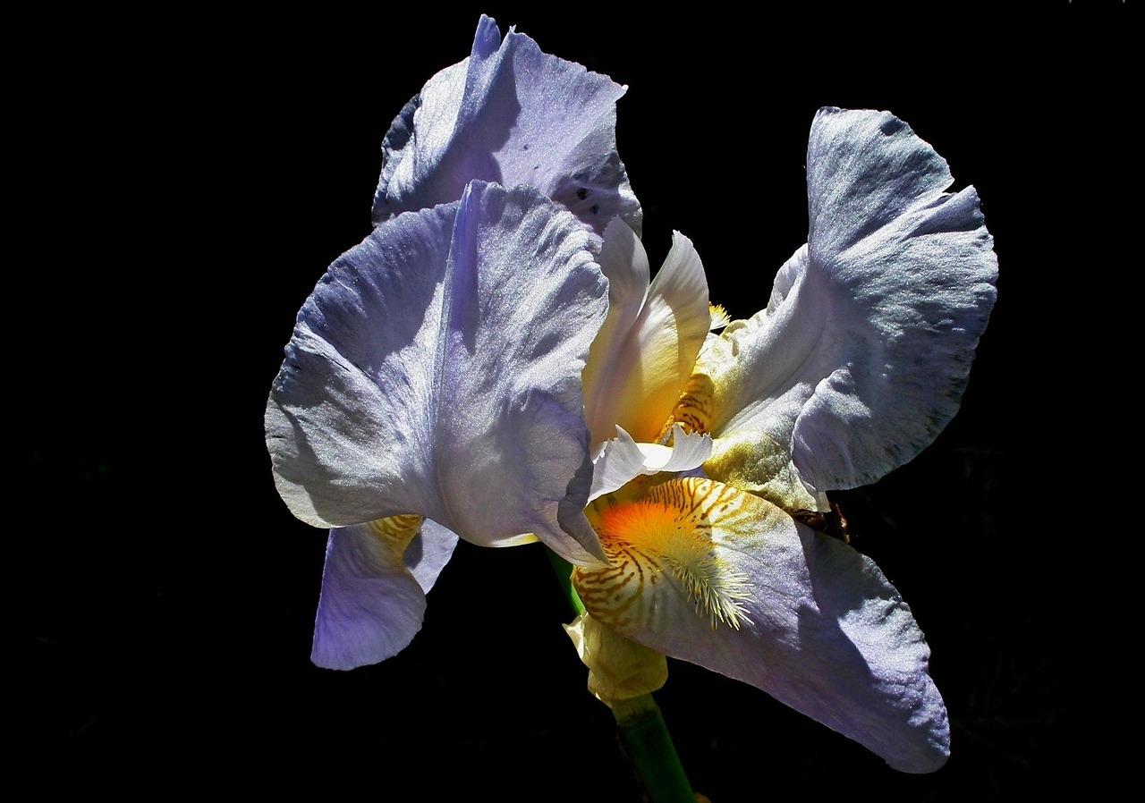 Image - nature flower iris plant beautiful