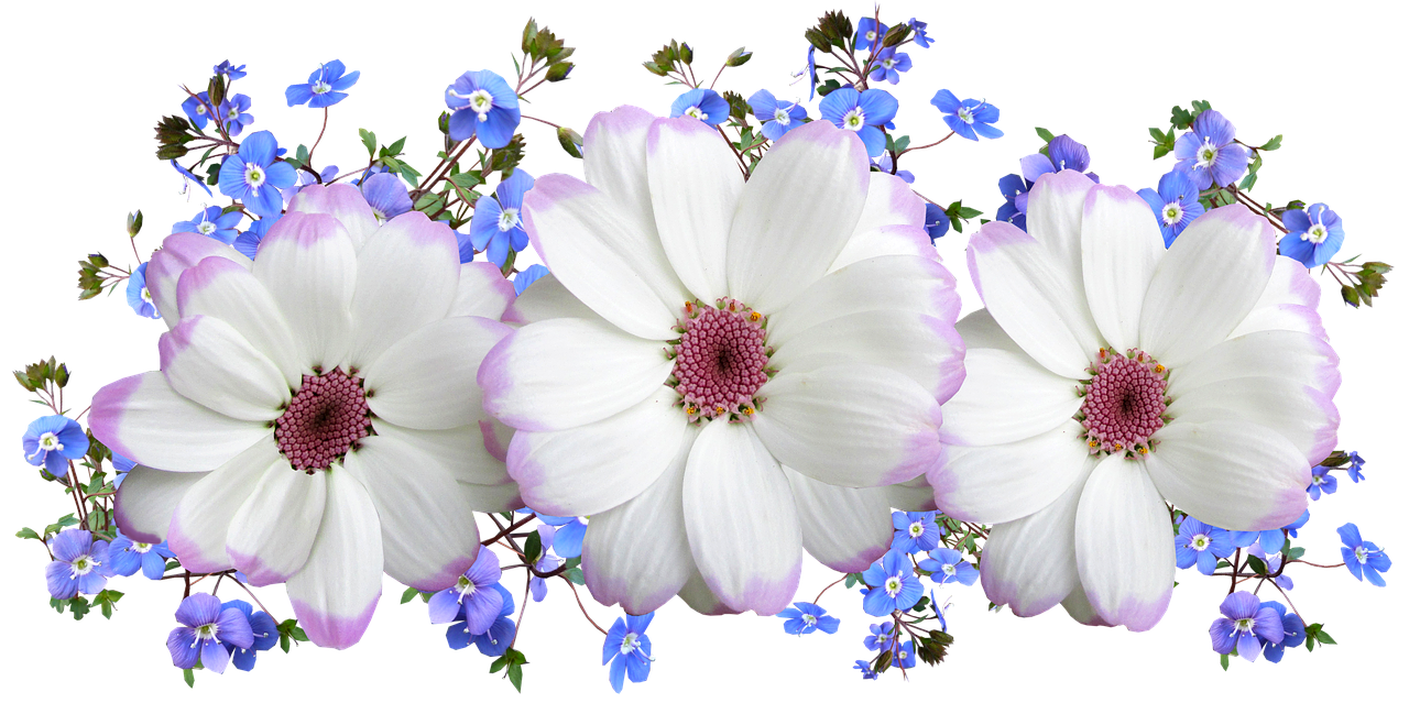 Image - flowers white and blue floral