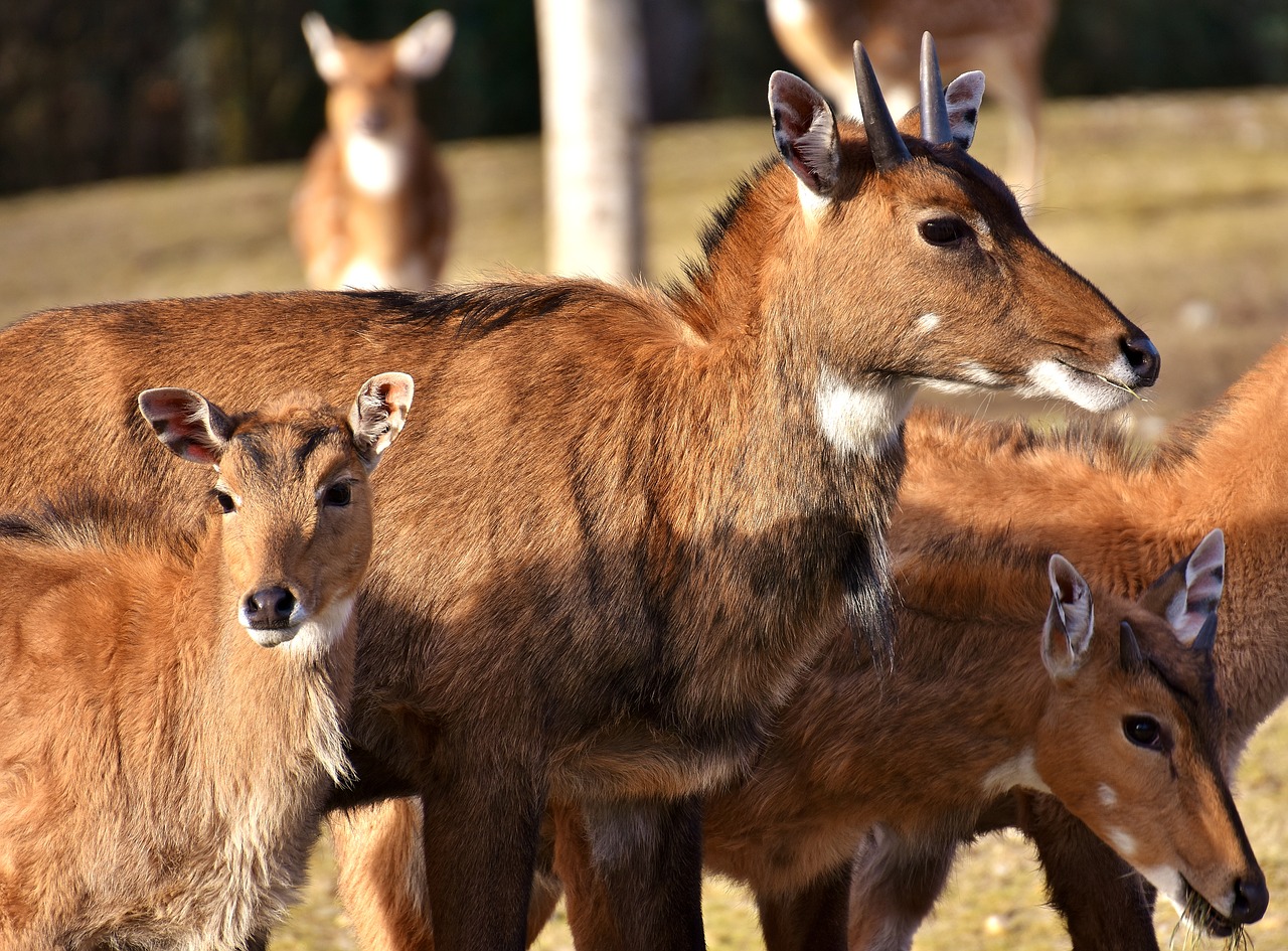 Image - blackbuck wild animal african animal