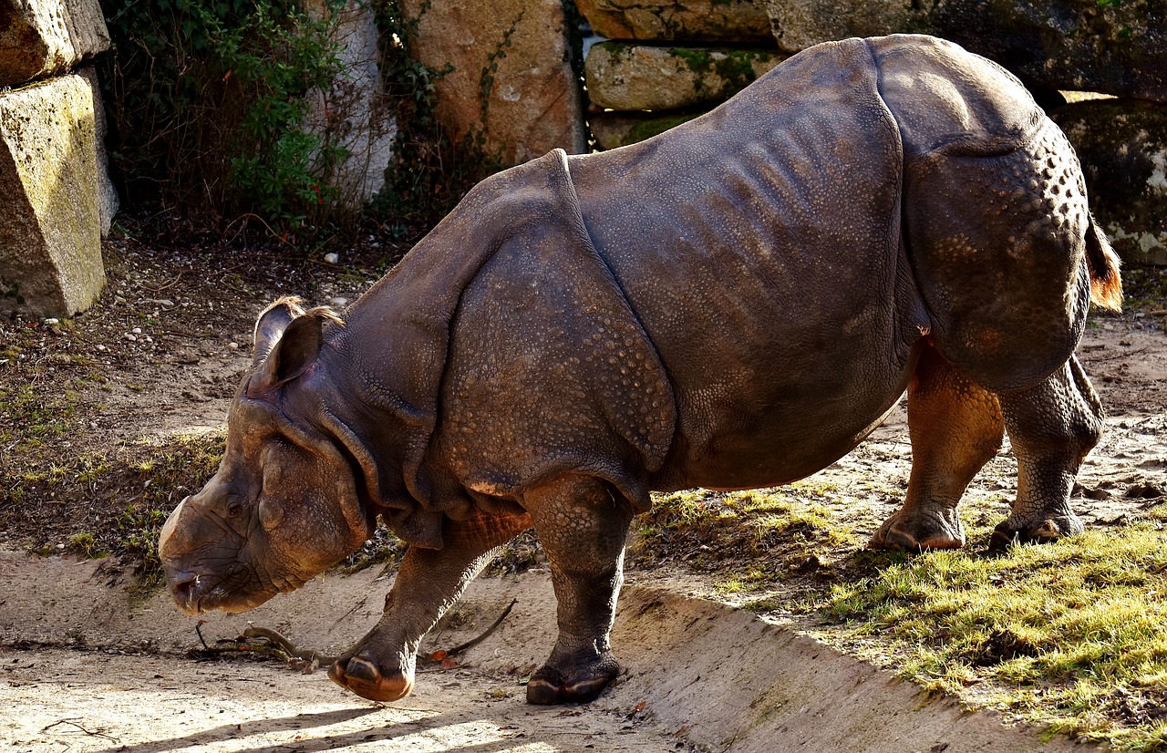 Image - rhino animal animal world pachyderm