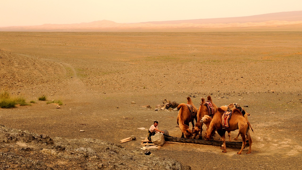 Image - mongolia sand desert human camel