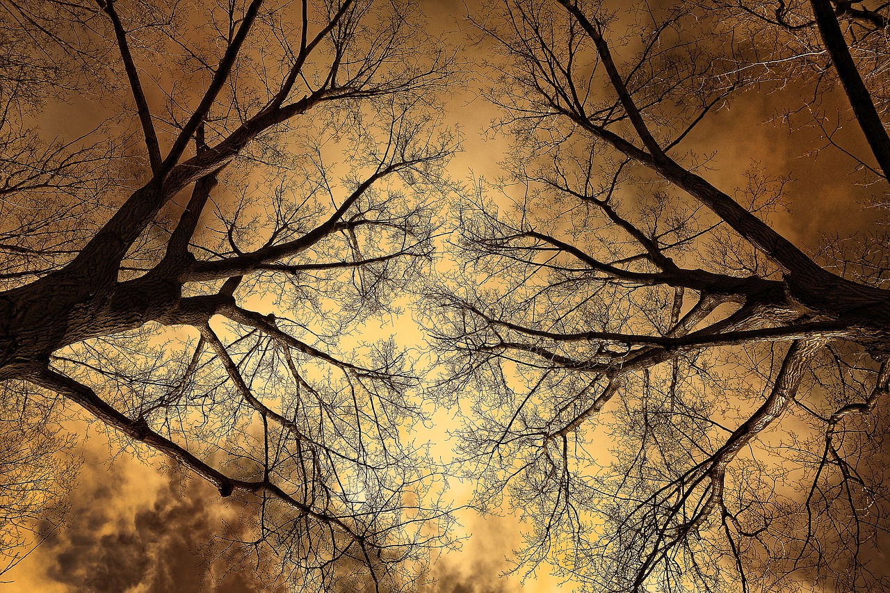 Image - tree tree top branch bare branch