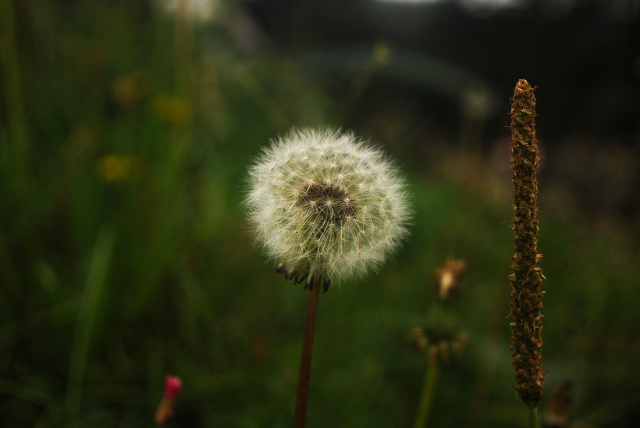 Image - nature flower plant outdoors lawn