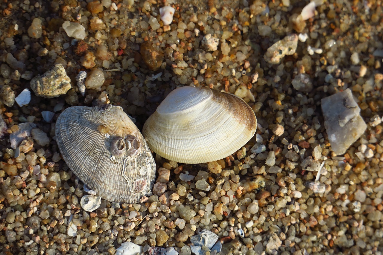 Image - nature exoskeleton beach sha sea