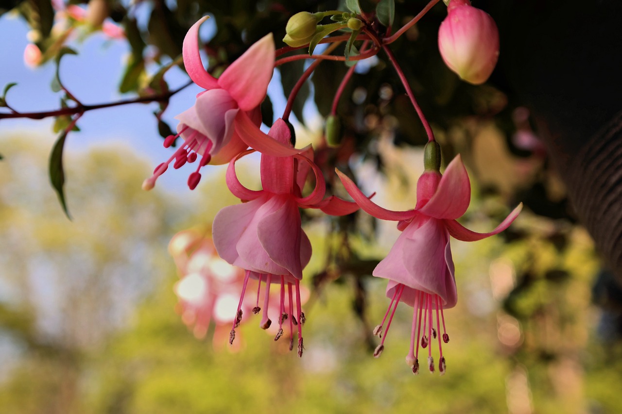 Image - flower nature flora tree outdoors