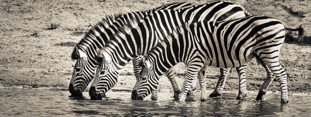 Image - zebra safari wildlife savanna