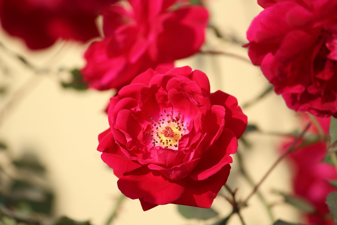 Image - rose rosa flower plant floral red