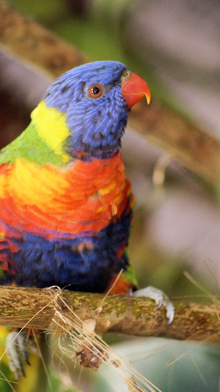 Image - nature birds animal kingdom