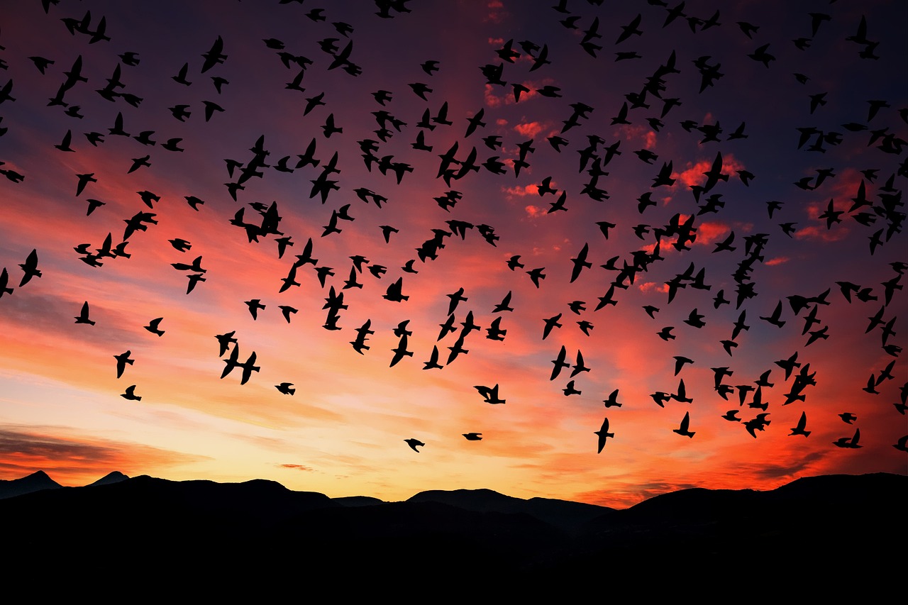 Image - sunset dusk silhouette sky birds