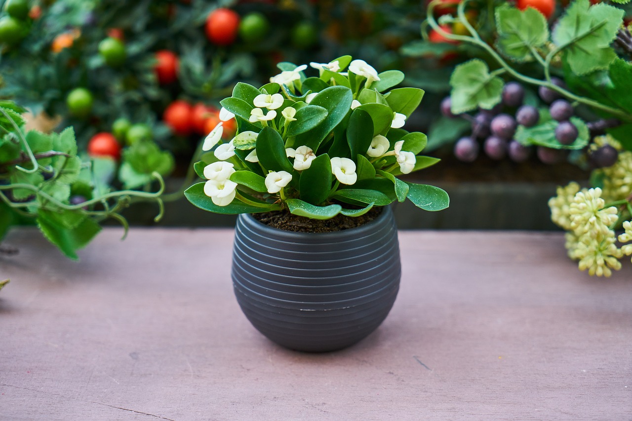 Image - plant flowerpot oxygen chlorophyll