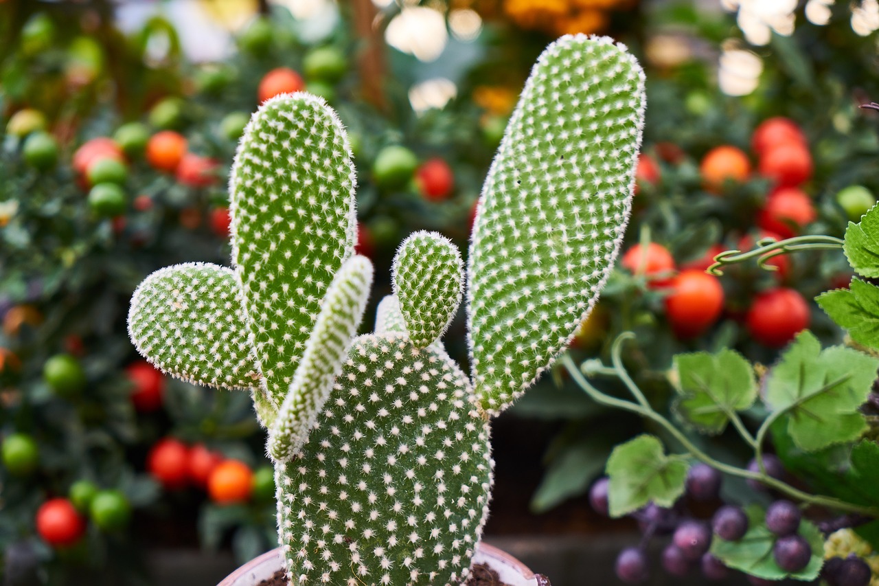 Image - plant flowerpot oxygen chlorophyll