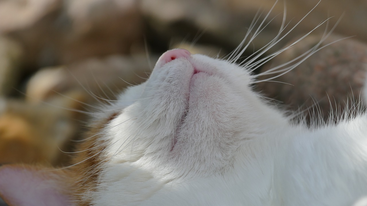 Image - cat nose sleep nature animal cute