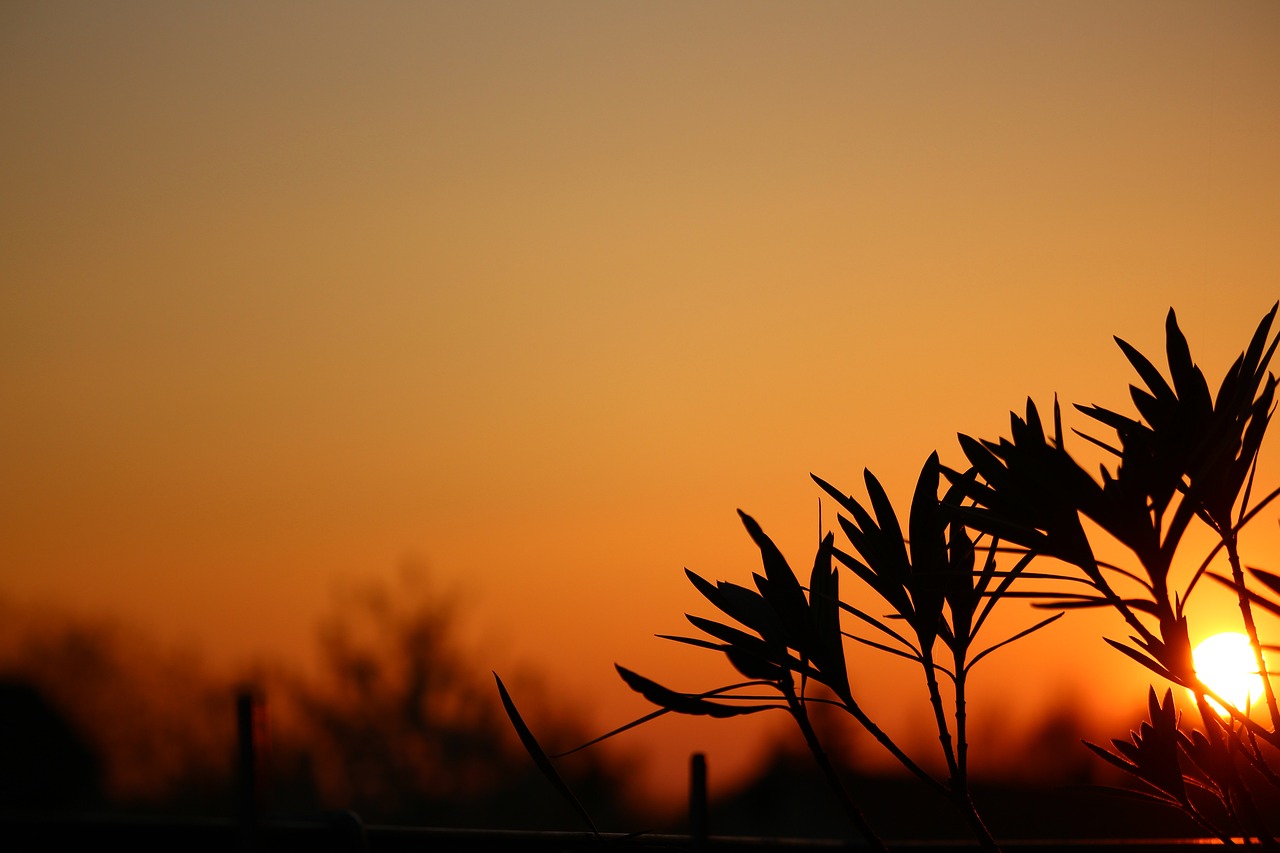 Image - sunset silhouette sun plant leaf