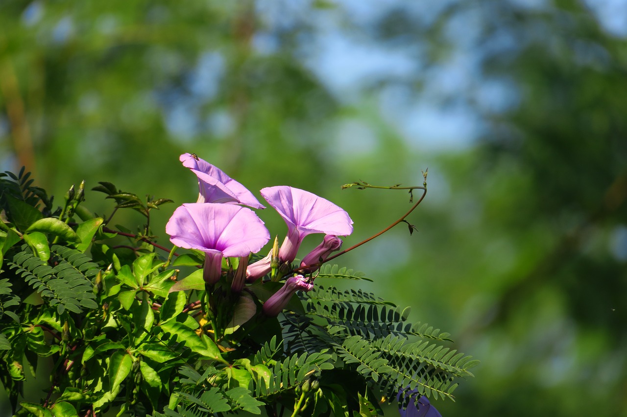 Image - flower plant nature garden summer