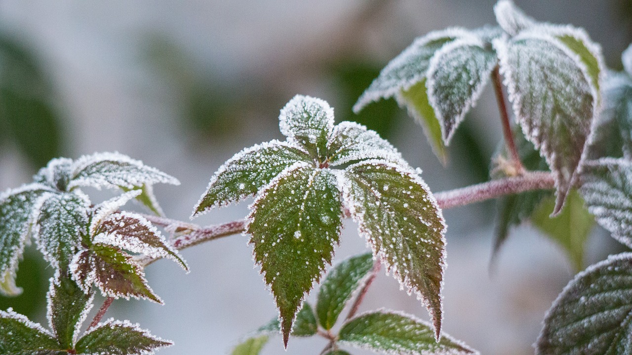 Image - leaf nature plant garden ripe