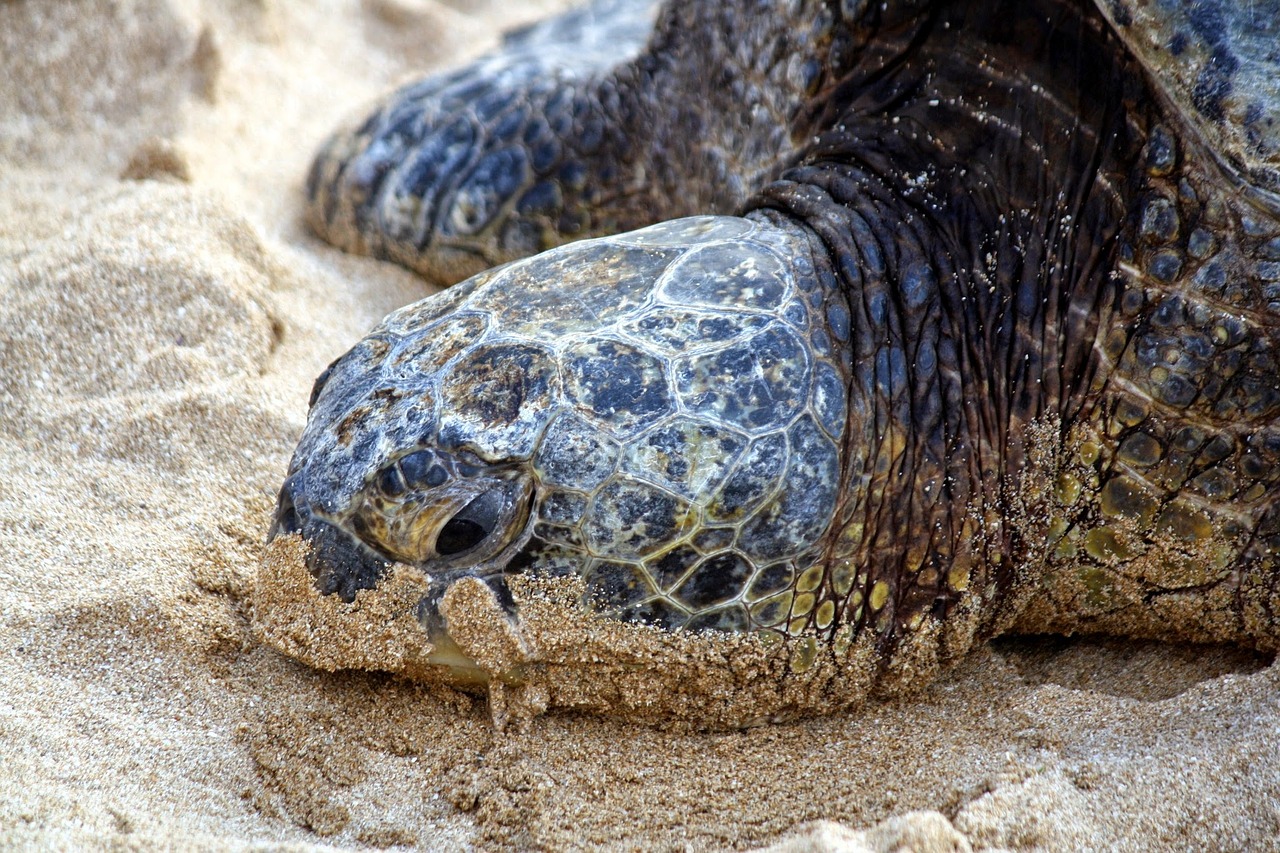 Image - nature turtle tropical sea shell