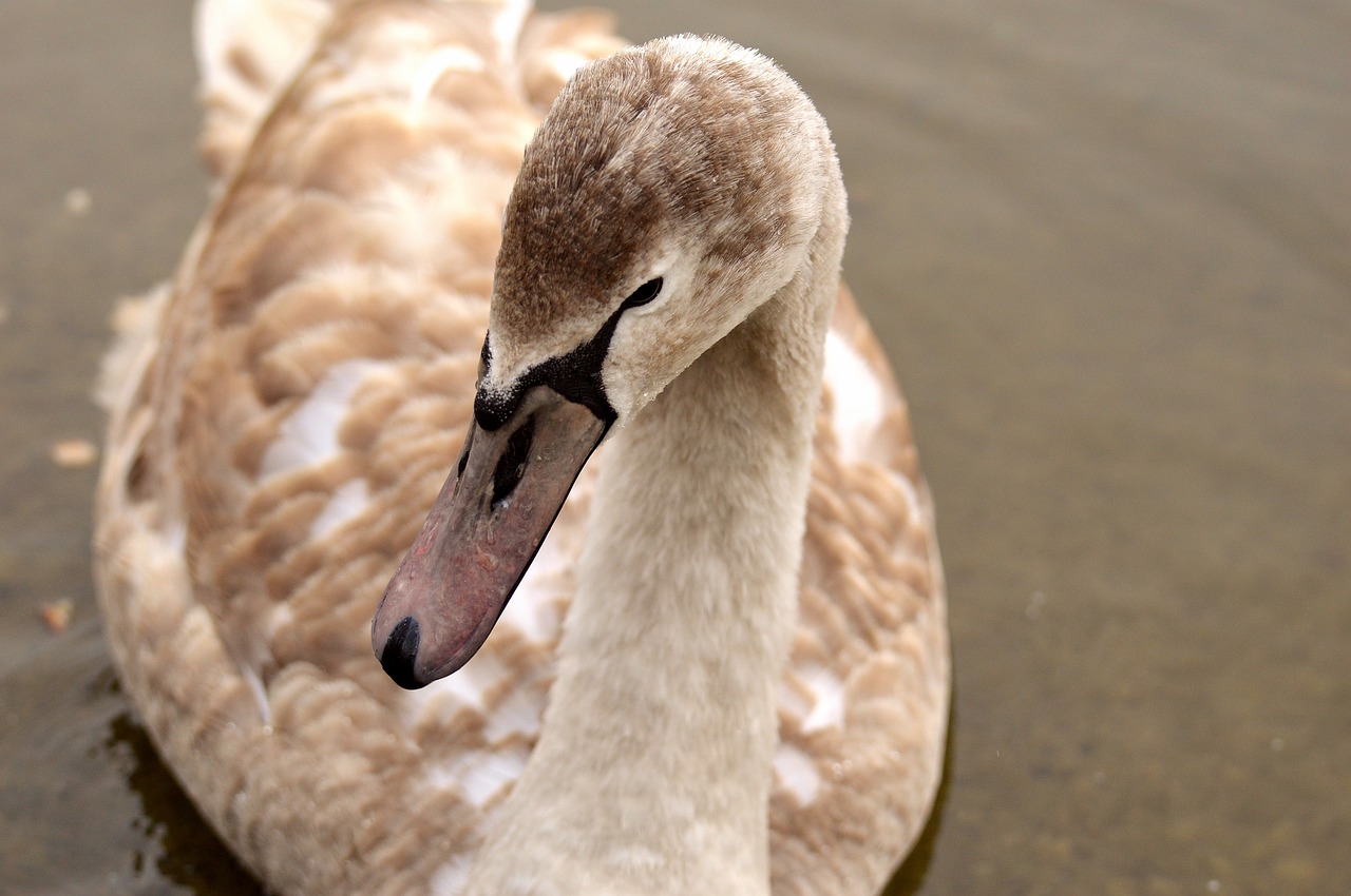 Image - swan young animal cygnet water bird