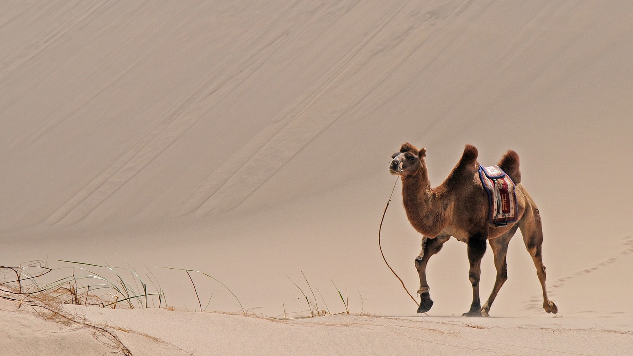 Image - mongolia desert sand camel