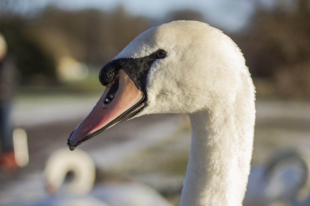 Image - bird nature outdoors wildlife swan