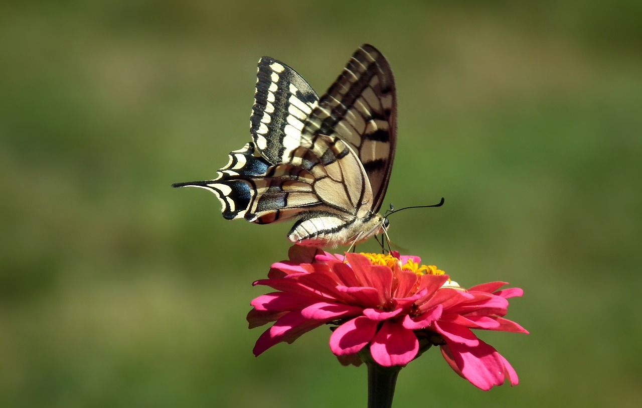 Image - nature butterfly oct queen queen