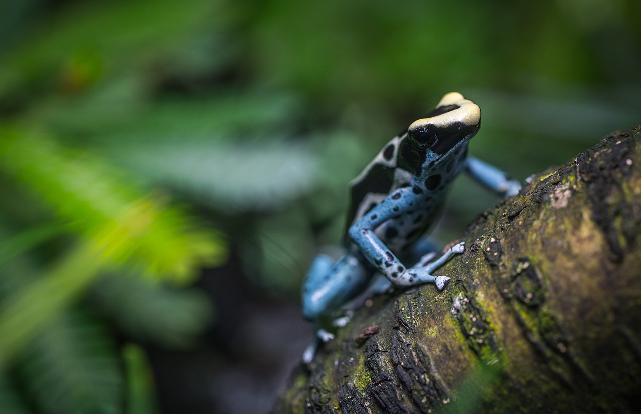 Image - nature living nature animals tree