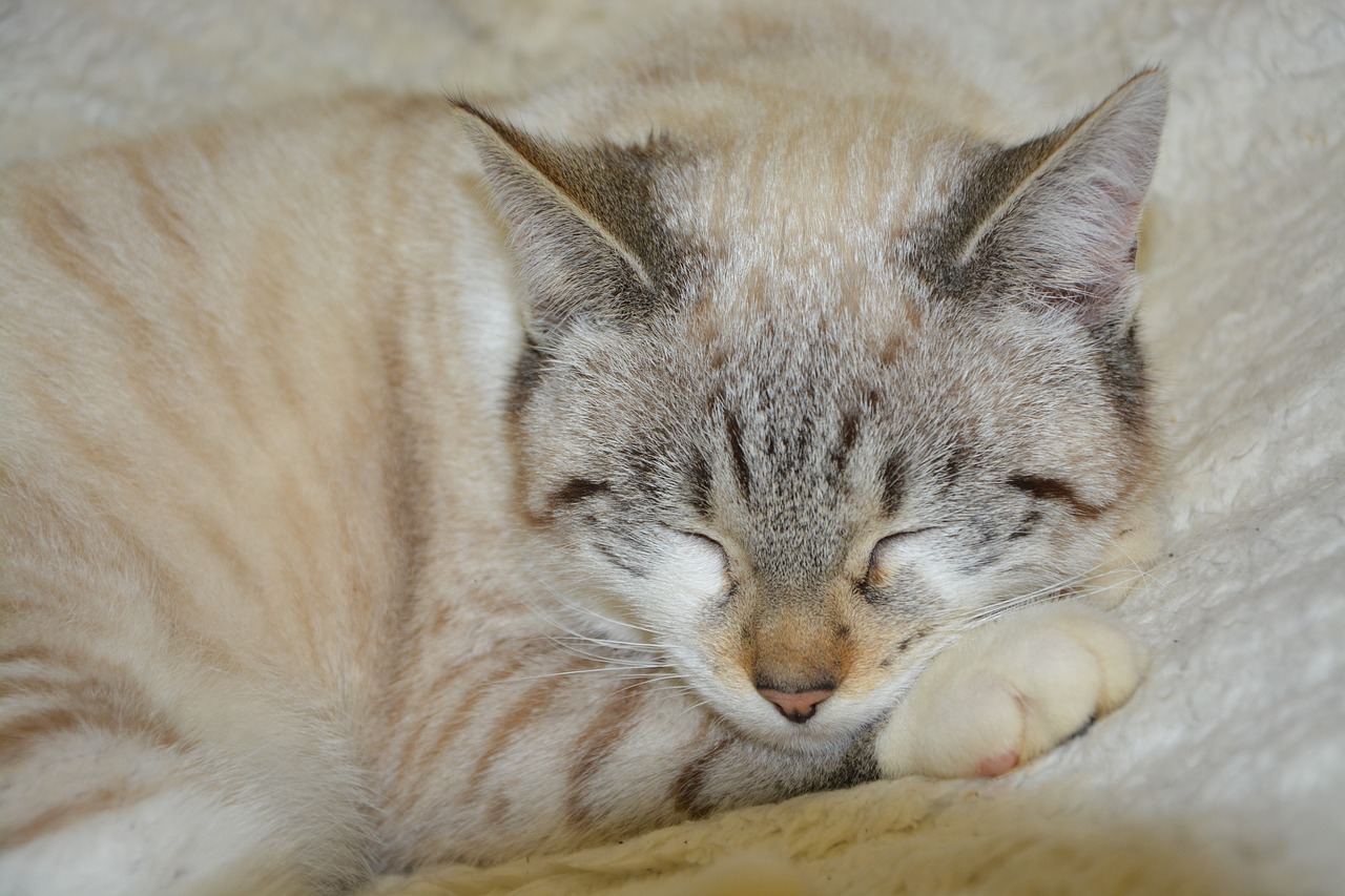 Image - cat cat sleep pussy cloud