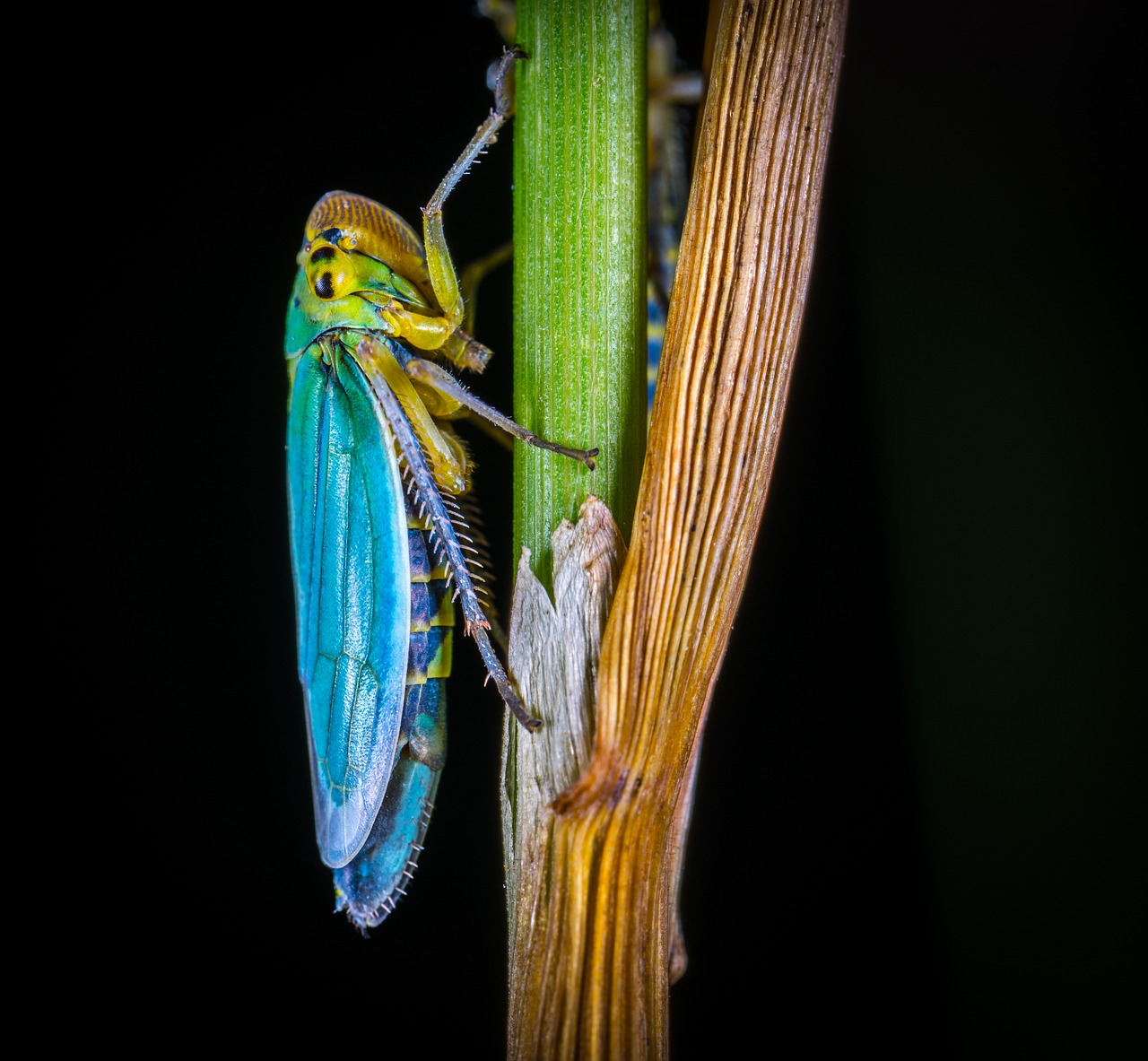 Image - insect bespozvonochnoe living nature