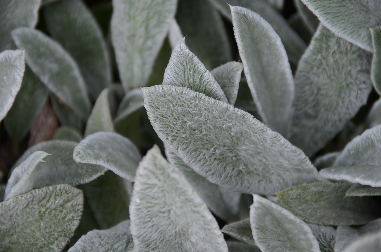 Image - natural leaf plant hood