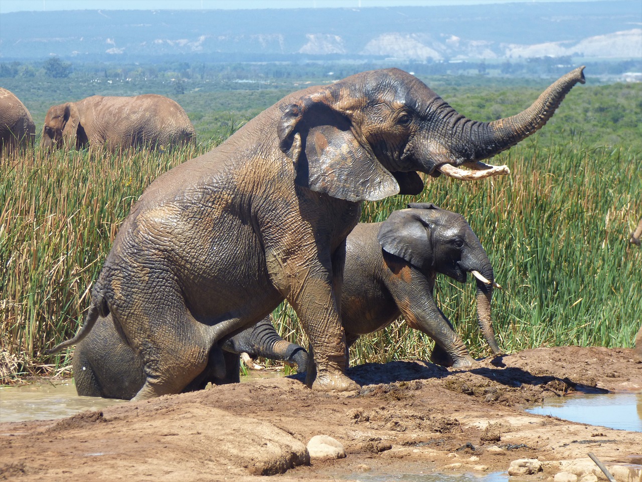 Image - animal world nature elephant animal