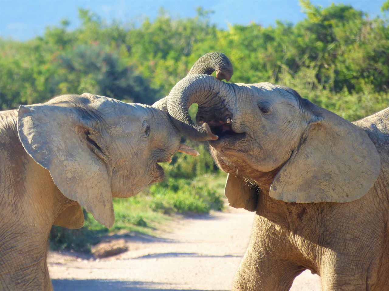 Image - elephant animal world mammal ivory