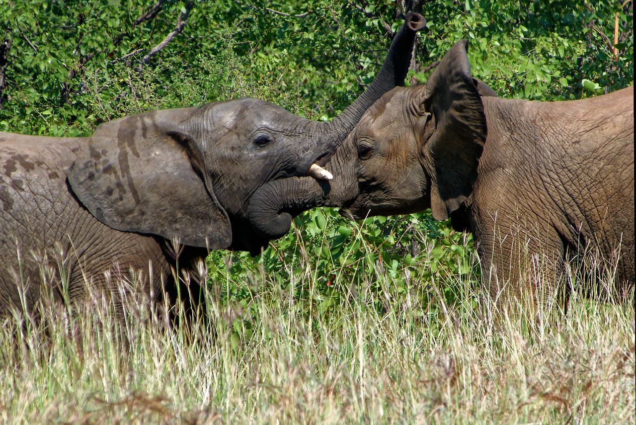 Image - africa elephant kruger park