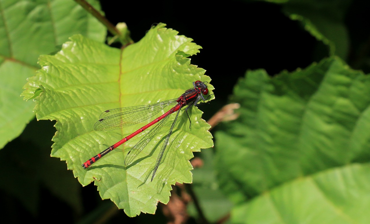 Image - dragonfly macro insect shiny