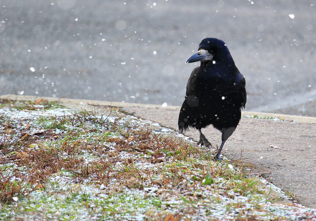 Image - raven bird nature outdoors animal