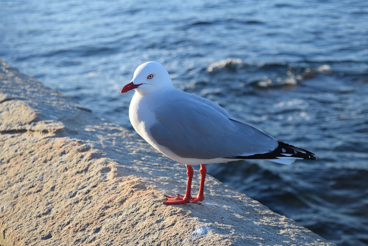 Image - sea nature the body of water new