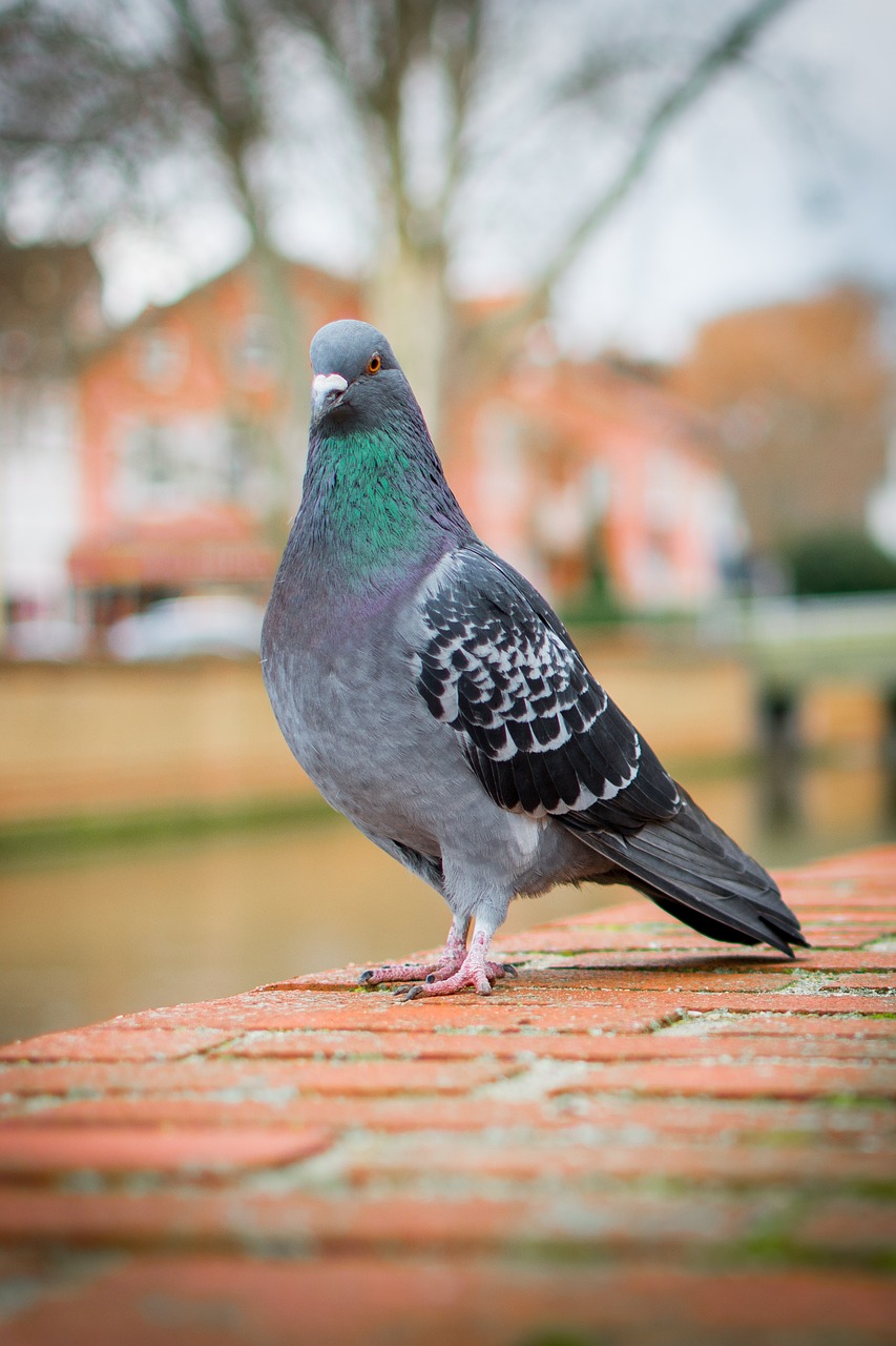 Image - bird nature dove feather animal