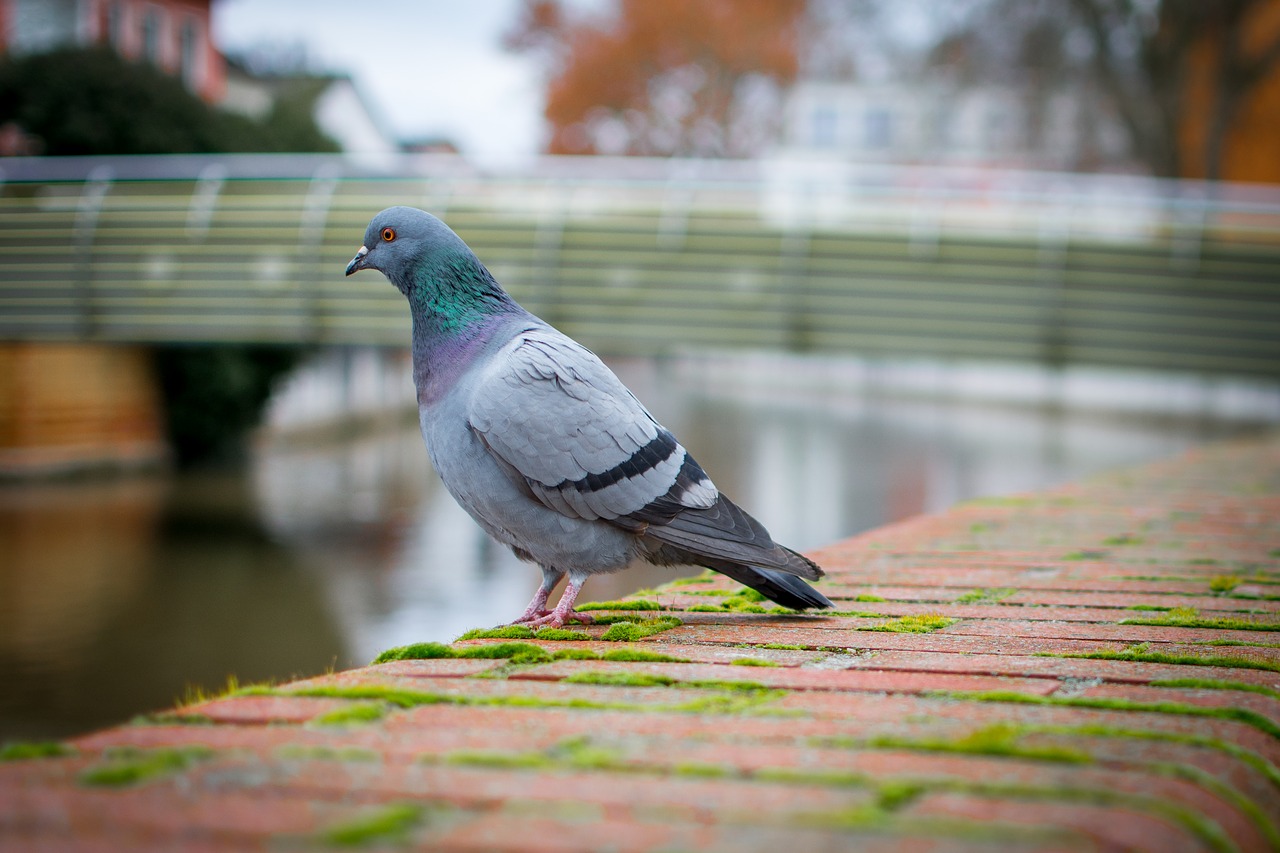 Image - bird nature dove feather animal