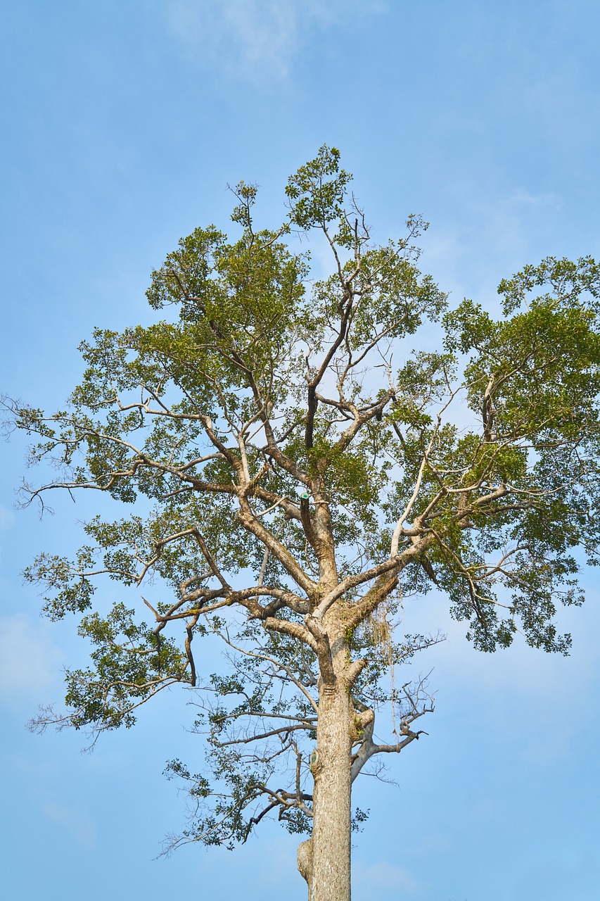 Image - nature tree no one green sky