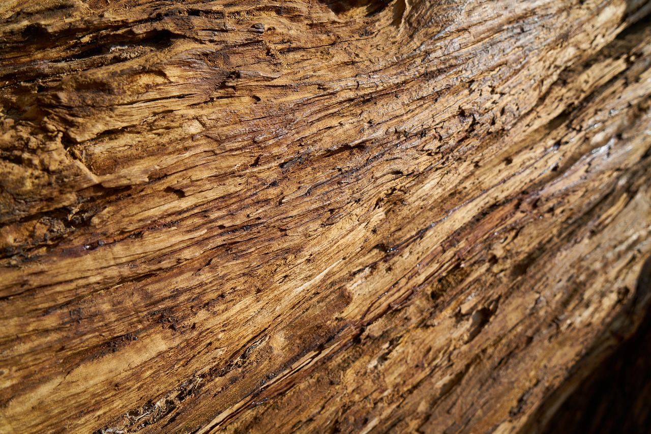 Image - tree texture wood fibre boards