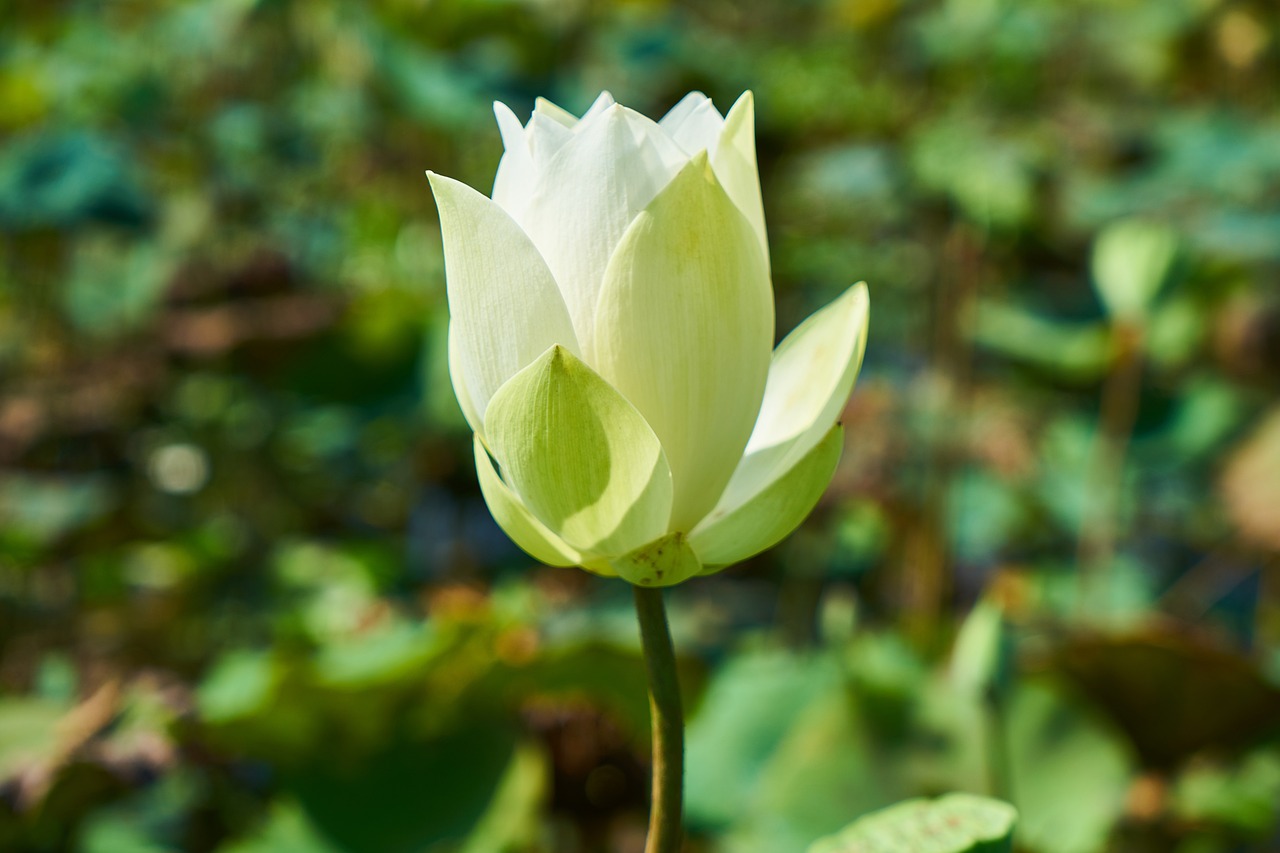 Image - lotus plant flower nature leaves